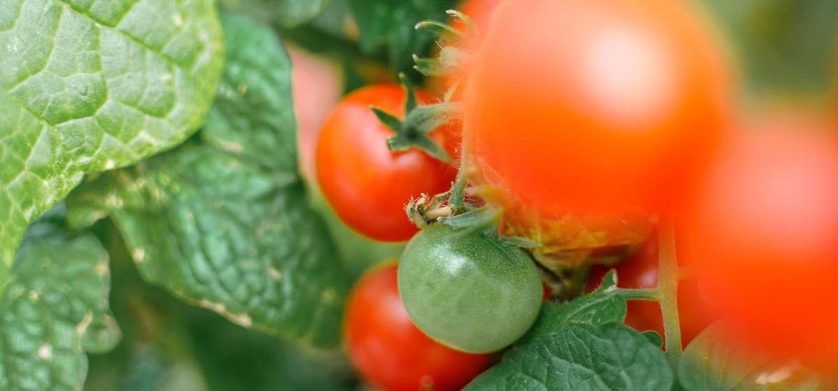 tomatenplant in je eigen tuin